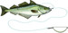 Zestaw do zbrojenia martwej rybki Westin Halibut Anti Twist