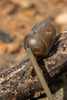 Łącznik do koszyczków Matrix Swivel Feeder Stems