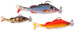 Zestaw gum Iron Claw Real Shad Kit-1